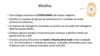• Este estágio acontece no CITOPLASMA não requer oxigênio:
• Glicólise é a quebra da glicose (6 carbonos) em 2 unidades de ácido
pirúvico (3 carbonos).
• Os átomos de hidrogênio removidos se juntam ao carreador de hidrogênio
NAD formando NADH2.
• Embora alguma energia é necessária para começar a glicólise existe um
ganho final de 2 ATP.
• O ácido pirúvico (3C) entra na matriz mitochondrial onde onde é oxidado
(i.e. 2H removidos) e 1 dióxido de carbono é perdido, formando assim uma
molécula com 2 carbonos chamada acetil-CoA (2C).
Glicólise
 