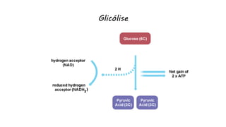 Glicólise
 
