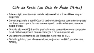 Ciclo de Krebs (ou Ciclo do Ácido Cítrico)
• Este estágio acontece na matriz mitocondrial e é aeróbico, requer
oxigênio:
• Começa quando a acetil-CoA (2-carbonos) se junta com um composto
de 4-carbonos para formar um composto de 6-carbonos chamado
ácido cítrico.
• O ácido cítrico (6C) é então gradualmente convertido a um composto
de 4-carbonos pronto para recomeçar o ciclo mais uma vez.
• Os carbonos removidos são liberados na forma de CO2.
• Os hidrogênios, que são removidos, se juntam ao NAD para formar
NADH2.
 