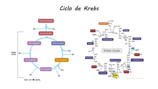 Ciclo de Krebs
 