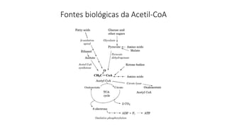 Fontes biológicas da Acetil-CoA
 