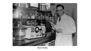 Hans Krebs
 