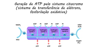 Geração de ATP pelo sistema citocromo
(sistema de transferência de elétrons,
fosforilação oxidativa)
 