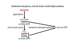 Catabolismo da glicose, ciclo de Krebs e fosforilação oxidativa
 