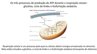 Os três processos de produção de ATP durante a respiração celular:
glicólise, ciclo de Krebs e fosforilação oxidativa
Respiração celular é um processo pelo qual as células obtem energia armazenada no alimento.
Nela estão incluídos a glicólise, o ciclo de Krebs e a fosforilação oxidativa (transporte de elétrons).
 