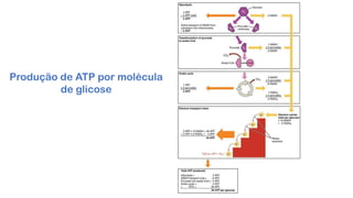 Produção de ATP por molécula
de glicose
 
