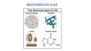 MACROMOLÉCULAS
 