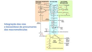 Integração das vias
e biossíntese de precursores
das macromoléculas
 