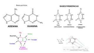Bases purínicas
aspartato
 