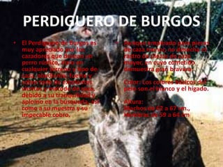PERDIGUERO DE BURGOSEl Perdiguero de Burgos es muy apreciado por los cazadores que desean un perro rústico, duro en cualquier terreno y tipo de caza, obediente; fuerte y sobre todo de excelentes vientos y método de caza, debido a su tranquilidad y aplomo en la búsqueda, así como a su muestra y su impecable cobro. . Aunque empleado para piezas de caza menor, no desecha el rastro de piezas de caza mayor, en cuyo cometido demuestra gran bravura. Color: Los colores básicos del pelo son el blanco y el hígado. Altura:Machos de 62 a 67 cm.,Hembras de 59 a 64 cm
