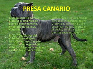 PRESA CANARIOEl Dogo canario o Presa Canario es una raza de perro de gran tamaño, originaria de las Islas Canarias.En los "Cedularios del Cabildo" se reflejó la función de Dogo Canario como perro de guarda y defensa del ganado vacuno y como perro de carnicero.Color: Puede ser de diversas tonalidades: bardino, negro y leonado. También puede presentar mancha blanca en el pecho, en el bajo vientre o en las extremidades.