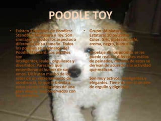POODLE TOYExisten 3 tamaños de Poodles: Standard, Miniatura y Toy. Son similares en todos los aspectos a diferencia de su tamaño. Todos los poodles se originaron del Poodle Standard. Los poodles son inteligentes, leales, orgullosos y divertidos. Pareciera que entendieran el humor de sus amos. Disfrutan mucho de los retos de un entrenamiento de obediencia, lo que le brinda a estos perros inteligentes de una gran alegría. Son reservados con los extraños. Grupo: MiniaturaEstatura: 10 pulgadasColor: Gris, plateado, café, crema, negro, blanco Al pelaje de los poodles se les puede realizar diferentes estilos de peinados, muchos de estos se derivan de acuerdo a la actividad que realizan. Son muy activos, inteligentes y elegantes. Tiene de por sí un aire de orgullo y dignidad.