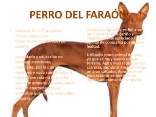 PERRO DEL FARAÓNEstatura: 21 a 25 pulgadasPelaje: Corto y lisoColor: Varias tonalidades de castañoSu cuidado y educación no precisan atenciones especiales, por lo que son regulares y nada complicados. Si naciese con cola no hace falta que se le ampute. Aunque puede vivir en apartamentos, es preferible que viva en sitios algo mayores. Amable y juguetón, es fiel a su amo mostrándole cariño y vivacidad. Muy apreciado como animal de compañía por su gran lealtad. Utilizado como animal de caza, ya que es muy bueno es este terreno. Ágil y muy rápido en las carreras, siendo al mismo tiempo un gran saltador. Aunque es un gran cazador es también un apreciado animal de compañía. 