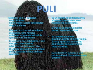 PULI     Estatura: 16 a 17 pulgadasPeso: 30 librasColor: Negro, varias tonalidades de gris y blancoEste perro no necesita cuidados especiales, pero hay que satisfacer su gran necesidad de ejercicio y de ocupación. Es un perro muy inteligente y con una gran capacidad de adaptación, impetuoso y vivo. El sentido de la propiedad propio de los pastores le hace un buen guardián. Es un animal de compañía muy afectuoso con su amo pero receloso de los extraños. El Puli es un muy buen perro pastor, impetuoso y vivo. Es también un atento guardián, atento al menor ruido. Es muy apreciado su instinto depredador para exterminar ratas y ratones. Suele también lanzarse a una persecución sin freno de conejos y liebres. 