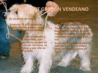 PETIT BASSET GRIFFON VENDEANOEs un perro de origen Estatura: 13 a 15 pulgadasPelaje: Denso, aspero, largoColor: Blanco con manchas negras o rojasSuele ser un perro cabezón y con mucha tenacidad, son grandes buscadores ya que no dejarán un rincón sin mirar, es muy meticuloso y por ello no habrá lugar al fallo.Su aptitud para entrar en el matorral muy cerrado es una de sus mejores cualidades. Es un perro trabajador y muy buenos acercadores ya que cuando levantan la presa van cantando el rastro con gran voz. Es un perro adecuado para la caza del conejo y la liebre, tanto en solitario como en jauría
