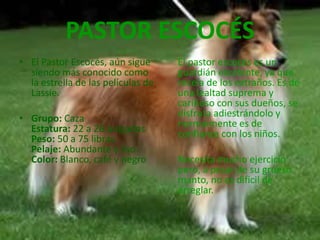 PASTOR ESCOCÉSEl Pastor Escocés, aún sigue siendo más conocido como la estrella de las películas de Lassie.Grupo: CazaEstatura: 22 a 26 pulgadasPeso: 50 a 75 libras Pelaje: Abundante y lisoColor: Blanco, café y negro      El pastor escocés es un guardián excelente, ya que recela de los extraños. Es de una lealtad suprema y cariñoso con sus dueños, se disfruta adiestrándolo y normalmente es de confianza con los niños.      Necesita mucho ejercicio pero, a pesar de su grueso manto, no es dificil de arreglar.