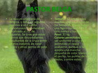 PASTOR BELGALa raza es originaria de Bélgica, y debe su segundo nombre a un Castillo denominado Groenendael, localizado al sur de Bruselas. Se cree que estos perros son descendientes resultantes de la cruza entre perros ovejeros de color negro y otras perros de pelo largo.Tamaño: 62 cm para los machos y 58 en el caso de las hembras. Puede haber una ligera variación de 2 cms menos y hasta 4 más.Peso: 31 kg.Colores permitidos: Debe ser uniforme y sólo está permitido el negro azabache, aunque sí se acepta una mancha pequeña de color blanco en el pecho, las puntas de los dedos, y entre estos.