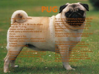 PUGEs originario de China.Tamaño: de 25 a 28 cm de altura.Peso: de 7 a 9 kg.Orejas: cortas y erectas.Cola: corta y enroscada sobre el dorso.Pelo: corto y liso.Colores permitidos: albaricoque o leonado -ambos con mascara negra- y negro.Grupos: miniatura.Necesita ejercicio moderado, lo que le ayudará a eliminar su energía y al mismo tiempo se ejercite entre juegos.Es un perro miniatura listo y bello de compañía, que posee la fuerza para jugar con niños y el carácter de un perro de mayor tamaño, aunque es importante ser muy cuidadoso al tratarlo. Su nariz chata y ojos cariñosos le dan el aspecto de un juguete de felpa. Por sus características de piel arrugada necesita un cuidado, no muy riguroso, pero sí constante: debe secarle y limpiar la humedad, lo que evitará la aparición de hongos o alteraciones de la piel, que cepillarlo dos veces por semana, lo que mantendrá su pelo en buenas condiciones. 