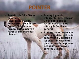 POINTERTamaño: de 53 a 60 cm de altura.Peso: de 22 a 33 kg.Pelo: corto, liso y denso.Color: sólidos como hígado, limón, negro o naranja; con manchas blancas.Es muy juguetón, inteligente, ágil, gracioso y fiel, por lo que se recomienda para los niños y la familia en general. Aunque no es destacado como guardián, defiende su territorio y protege a los suyos. Es excelente para la cacería de presas pequeñas como aves, conejos y liebres. 