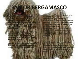 PASTOR BERGAMASCOEsta antigua raza de cuidadores de rebaños se dispersó por toda la región de los Alpes italianos; el número de estos perros era particularmente considerable en los valles bergamascos, en donde la crianza de ovejas estaba muy desarrollada. El Pastor Bergamasco es un perro de tamaño mediano, de aspecto rústico, con un pelaje abundante sobre todo el cuerpo, fuerte, pero bien proporcionado. Su aspecto general es el de un perro de proporciones medianas cuyo cuerpo tiende a ser un cuadradoLa función del Pastor Bergamasco es de conducir y cuidar el rebaño, trabajo para el cual demuestra una excelente disposición gracias a su vigilancia, concentración y equilibrio psicológico. Su facultad de aprendizaje y de determinación, combinada con su moderación y paciencia hacen de él un excelente perro guardián y de compañía, apto para los usos más diversos.Color: Gris uniforme, con manchas grises en todos los tonos posibles, que van desde el gris delicado y moderado, a un tono más claro o más oscuro, hasta llegar al negro 