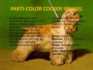 PARTI-COLOR COCKER SPANIELLa variedad parti-color consiste en tener dos o más colores sólidos, bien divididos, de los cuales uno debe ser blanco. El color pirncipal no excederá del 90% del total del ejemplar. Los ejemplares con más de tres colores también pueden llamarse tricolor. Los colores permitidos pueden ser blanco y negro, marrón y blanco, cafe y blanco.Grupo: DeportivoEstatura: 13 1/2 a 15 1/2 pulgadasPelaje: Sedoso, plano y onduladoColor: Negro, blanco, marrón