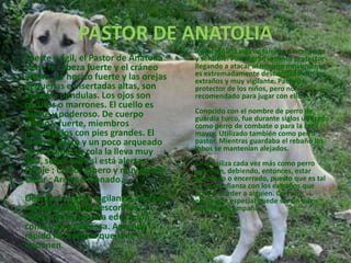 PASTOR DE ANATOLIAAdaptado a la vida en familia es inteligente y sensible. Posee gran instinto protector llegando a atacar al mínimo movimiento, es extremadamente desconfiado con los extraños y muy vigilante. Paciente protector de los niños, pero no recomendado para jugar con ellos. Conocido con el nombre de perro de guardia turco, fue durante siglos utilizado como perro de combate o para la caza mayor. Utilizado también como perro pastor. Mientras guardaba el rebaño los lobos se mantenían alejados. Se le utiliza cada vez más como perro guardián, debiendo, entonces, estar guardado o encerrado, puesto que es tal su desconfianza con los extraños que puede morder a alguien. Con una educación especial puede ser un buen animal de compañía. Fuerte y ágil, el Pastor de Anatolia tiene la cabeza fuerte y el cráneo ancho, de hocico fuerte y las orejas pequeñas e insertadas altas, son llevadas péndulas. Los ojos son oscuros o marrones. El cuello es fuerte y poderoso. De cuerpo ancho y fuerte, miembros musculados con pies grandes. El lomo es recto y un poco arqueado en la grupa. La cola la lleva muy alta, sobre todo si está alerta. Pelaje : Corto, áspero y muy denso. Color : Arena o leonado. Debido a su gran vigilancia ataca al mínimo gesto de desconfianza. Necesitan tener una educación constante y cariñosa. Aprende rápido las normas que se le imponen.