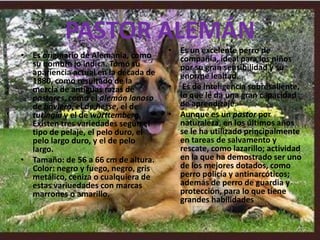 PASTOR ALEMÁNEs un excelente perro de compañía, ideal para los niños por su gran sensibilidad y su enorme lealtad. Es de inteligencia sobresaliente, lo que le da una gran capacidad de aprendizaje.Aunque es un pastor por naturaleza, en los últimos años se le ha utilizado principalmente en tareas de salvamento y rescate, como lazarillo; actividad en la que ha demostrado ser uno de los mejores dotados, como perro policía y antinarcóticos; además de perro de guardia y protección, para lo que tiene grandes habilidadesEs originario de Alemania, como su nombre lo indica. Tomó su apariencia actual en la década de 1880, como resultado de la mezcla de antiguas razas de pastores, como el alemán lanoso de baviera, el de hesse, el de turingia y el de wurttemberg. Existen tres variedades según el tipo de pelaje, el pelo duro, el pelo largo duro, y el de pelo largo.Tamaño: de 56 a 66 cm de altura.Color: negro y fuego, negro, gris metálico, ceniza o cualquiera de estas variuedades con marcas marrones o amarillo.