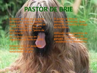 PASTOR DE BRIEEl pastor de Brie es un perro de rebaño conocido desde hace siglos, mucho tiempo se le confunde con el Beauce bajo el nombre de “perro de las llanuras”. Se reconoce la raza en la exposición de París en 1863.Estatura: 22 a 27 pulgadasColor: Negro, varias tonalidades de grisEl pastor de Brie es sensible, obediente, buen perro de compañía y amigo de los ñiños. Utilizado como guardián de corderos y conductor de ganado. Excelente guardián , resistente a la intemperie.
