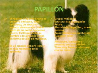 PAPILLÓNEl Papillón o Spaniel Enano es un perro amistoso, poco bullicioso, de atractivo aspecto afrancesado ( fué el perro de las cortes francesas en el s. XVIII) que debe su nombre a las grandes orejas en forma de alas de mariposa. Es un amante del aire libre y es más resistente de lo aparenta. Grupo: MiniaturaEstatura: 8 a 11 pulgadasPelaje: Abundante, largo, fino, suave, sedosoColor: Blanco con parches de cualquier colorAfectuoso, tranquilo y posesivo con sus dueños. Tiene muy buenas relaciones con los niños. 