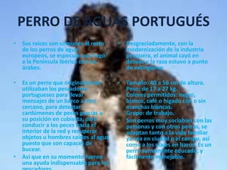 PERRO DE AGUAS PORTUGUÉSSus raíces son comunes al resto de los perros de agua europeos, se especula que llegó a la Península Ibérica con los árabes.Es un perro que originalmente utilizaban los pescadores portugueses para llevar mensajes de un barco a otro cercano, para detectar cardúmenes de peces gracias a su posición en cubierta, para conducir a los peces hacia el interior de la red y recuperar objetos u hombres caídos al agua puesto que son capaces de bucear. Así que en su momento fueron una ayuda indispensable para los pescadores. Desgraciadamente, con la modernización de la industria pesquera, el animal cayó en desuso y la raza estuvo a punto de extinguirseTamaño: 40 a 56 cm de altura.Peso: de 17 a 27 kg.Colores permitidos: negro, blanco, café o hígado con o sin manchas blancas.Grupo: de trabajo.Son perros muy sociables con las personas y con otros perros, se adaptan tanto a la vida familiar ya sea en ciudad o el campo, así como a los viajes en barco. Es un perro sumamente educado, y fácilmente manejable. 