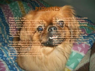 PEQUINÉSPeso: de 3 a 7 kg.Color: rojo, leonado, negro, negro y fuego, arena, atigrado, blanco, bicolor, preferentemente con máscara negra, antifaz y puntas negras en las orejas.Tiempo de vida promedio: 12 años.Tamaño de la camada: de 4 a 6 cachorros.Tiene personalidad maravillosa, es un poco independiente, confiado y encantador. Su única función es la de compañía. A pesar de su docilidad no es recomendado para niños pequeños, pues por su tamaño no aguanta el ritmo de los reyes de la casa.Es necesario cepillarlo tres o cuatro veces por semana como mínimo, para evitar la formación de nudos y que tome un aspecto desagradable. Son características de raza su simpática sonrisa, que se forma gracias al hocico achatado, la nariz pegada entre los ojos y su cola semejante a un plumero, cual mueve graciosamente cuando camina, corre o juega.