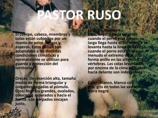 PASTOR RUSOEl cuerpo, cabeza, miembros y colas están cubiertos por un manto de pelos densos y ásperos. Estos perros son adaptables a las distintas condiciones climáticas y normalmente se utilizan para guarda y protección del territorio.Orejas: De inserción alta, tamaño medio de forma triangular y colgantes pegadas al pómulo. Ojos: No muy grandes, ovalados, colocados separados y hacia el frente. Los párpados encajan justo.Cola: De inserción baja, larga, dejada colgante cuando el perro está quieto; su largo llega hasta el corvejón. Y se levanta hasta la línea de la cima cuando el perro está en acción. A menudo el extremo de la cola forma anillo en las últimas 3 vértebras. Las colas levantadas por encima de la cima o rizadas hacia delante son indeseables Color: Blanco, blanco con gris, gris en todas las variantes. Nariz negra 