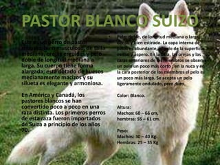 PASTOR BLANCO SUIZOEste es un perro de pastor robusto, bien musculoso, de talla mediana, orejas erguidas y pelo doble de longitud mediana a larga. Su cuerpo tiene forma alargada; está dotado de huesos medianamente macizos y su silueta es elegante y armoniosa.En América y Canadá, los pastores blancos se han convertido poco a poco en una raza distinta. Los primeros perros de esta raza fueron importados de Suiza a principio de los años 70. Pelo: doble, de longitud mediana o larga, denso y bien estirado. La capa interna de pelos es abundante, el pelo de la superficie es liso y áspero. En la cara, las orejas y las caras anteriores de los miembros se observa un pelo un poco más corto ; en la nuca y en la cara posterior de los miembros el pelo es un poco más largo. Se acepta un pelo ligeramente ondulado, pero duro.Color: Blanco.Altura: Machos: 60 – 66 cm,hembras: 55 – 61 cm.Peso: Machos: 30 – 40 Kg. Hembras: 25 – 35 Kg 