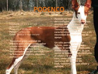 PODENCOEstatura: 22 1/2 a 27 1/2 pulgadasPeso: 45 a 50 librasPelaje: Corto y lisoColor: Blanco o rojo oscuro       Necesitan gran cantidad de espacio para poder correr, saltar y hacer ejercicio. Son muy dóciles con sus amos, pero desconfiados con los extraños. Su educación necesita atención particular.Parecen ser tímidos y desconfiados, pero cazando son atentos, astutos y muy ágiles. Son cazadores independientes. Tienen un trote sostenido característico. Son solitarios y sin necesidad de ningún punto de apoyo. Un sólo perro puede cazar liebres, aves e incluso caza mayor. Si son varios perros sólo puede haber un macho, ya que varios se pelean. Cazan mediante el olfato y la vista. En la caza, tanto diurna como nocturna, de conejos sin fusil, rastrean con gran olfato y agilidad. 