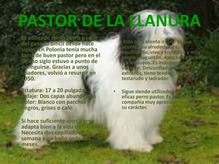 PASTOR DE LA LLANURAEs utilizado como perro pastor del ganado difícil desde hace siglos. En Polonia tenía mucha fama de buen pastor pero en el último siglo estuvo a punto de extinguirse. Gracias a unos criadores, volvió a resurgir en 1950. Estatura: 17 a 20 pulgadasPelaje: Dos capas abundantesColor: Blanco con parches negros, grises o caféSi hace suficiente ejercicio se adapta bien a la vida de ciudad. Necesita dos cepillados a la semana y un baño cada dos meses.         Está muy atento a todo lo que ocurre a su alrededor. Es equilibrado, vivo y tranquilo y muy alegre y juguetón. Apegado a su amo y a los suyos. Es independiente y valiente. Desconfiado con los extraños, tiene tendencia a ser testarudo y ladrador.Sigue siendo utilizado como un eficaz perro pastor. Es un perro de compañía muy apreciado gracias a su carácter. 