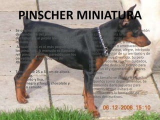 PINSCHER MINIATURASe originó en Alemania, descendiente del pinscher alemán, el dachshund y el picololevriero italiano. Actualmente es el más pequeño de los pinschers. A menudo es llamado rehpinscher, por su parecido con los cervatillos de los bosques deRheinland.Tamaño: de 25 a 31 cm de altura.Peso: 5 kg.Pelo: corto y liso.Color: negro y fuego, chocolate y fuego o cervato.Es un buen perro vigoroso y juguetón de compañía para la familia. Evidencia su instinto guardián sin llegar a ser agresivo, a menos que se sienta en peligro o amenazado. Es inteligente, travieso, alegre, intrépido y noble protector de su territorio y de los suyos y muy divertido. Su pelo corto no necesita muchos cuidados, pero sí debe dedicarle tiempo para jugar con él y ejercitarlo en lugares abiertos.Por su tamaño se adapta a espacios pequeños como departamentos. Se recomienda darle juguetes para distraerlo, lo que evitará el aburrimiento y la formación de hábitos destructivos.
