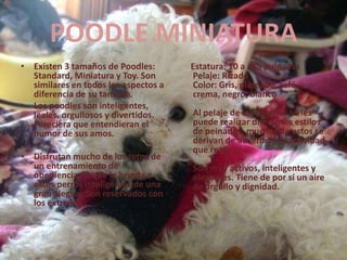 POODLE MINIATURAExisten 3 tamaños de Poodles: Standard, Miniatura y Toy. Son similares en todos los aspectos a diferencia de su tamaño.Los poodles son inteligentes, leales, orgullosos y divertidos. Pareciera que entendieran el humor de sus amos. Disfrutan mucho de los retos de un entrenamiento de obediencia, lo que le brinda a estos perros inteligentes de una gran alegría. Son reservados con los extraños. Estatura: 10 a a15 pulgadas Pelaje: Rizado Color: Gris, plateado, café, crema, negro, blanco Al pelaje de los poodles se les puede realizar diferentes estilos de peinados, muchos de estos se derivan de acuerdo a la actividad que realizan. Son muy activos, inteligentes y elegantes. Tiene de por sí un aire de orgullo y dignidad. 