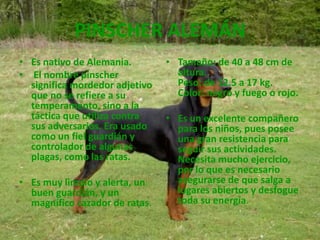 PINSCHER ALEMÁNEs nativo de Alemania. El nombre pinscher significa mordedor adjetivo que no se refiere a su temperamento, sino a la táctica que utiliza contra sus adversarios. Era usado como un fiel guardián y controlador de algunas plagas, como las ratas. Es muy limpio y alerta, un buen guardián, y un magnífico cazador de ratas.Tamaño: de 40 a 48 cm de altura.Peso: de 12.5 a 17 kg.Color: negro y fuego o rojo.Es un excelente compañero para los niños, pues posee una gran resistencia para seguir sus actividades. Necesita mucho ejercicio, por lo que es necesario asegurarse de que salga a lugares abiertos y desfogue toda su energía. 
