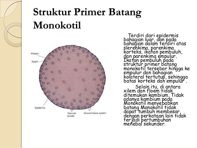  Struktur  Primer Batang Monokotil  Dan  Dikotil 