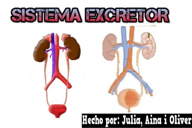 aparell excretor school resum