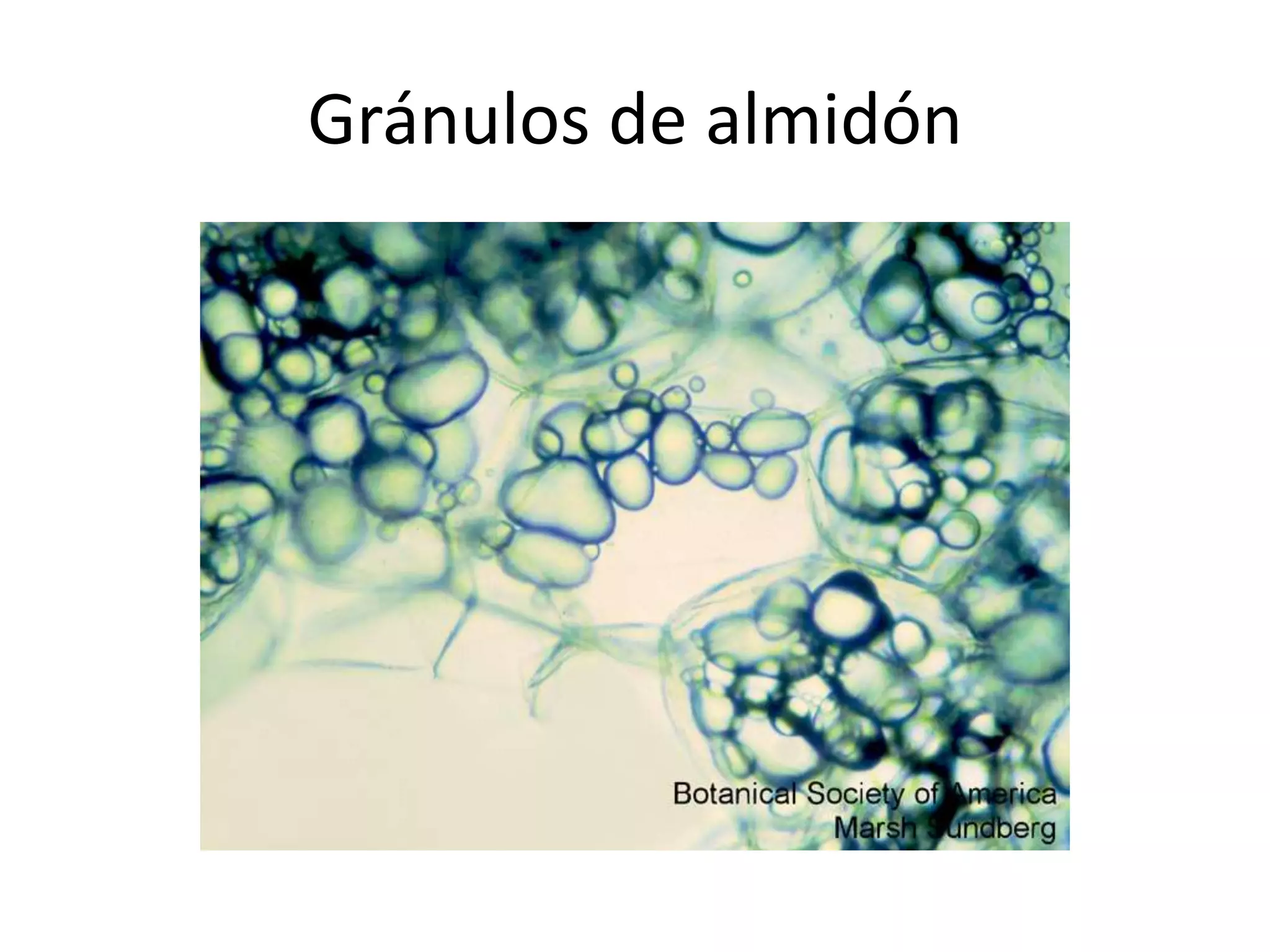 Gránulos de almidón