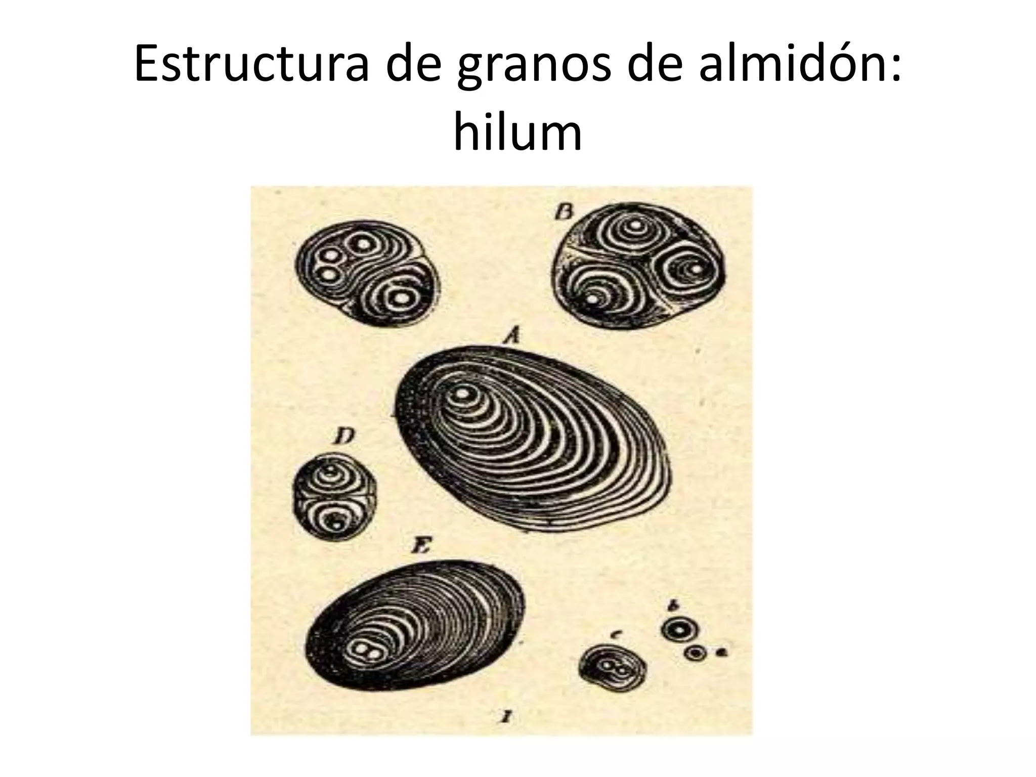 Estructura de granos de almidón:
hilum