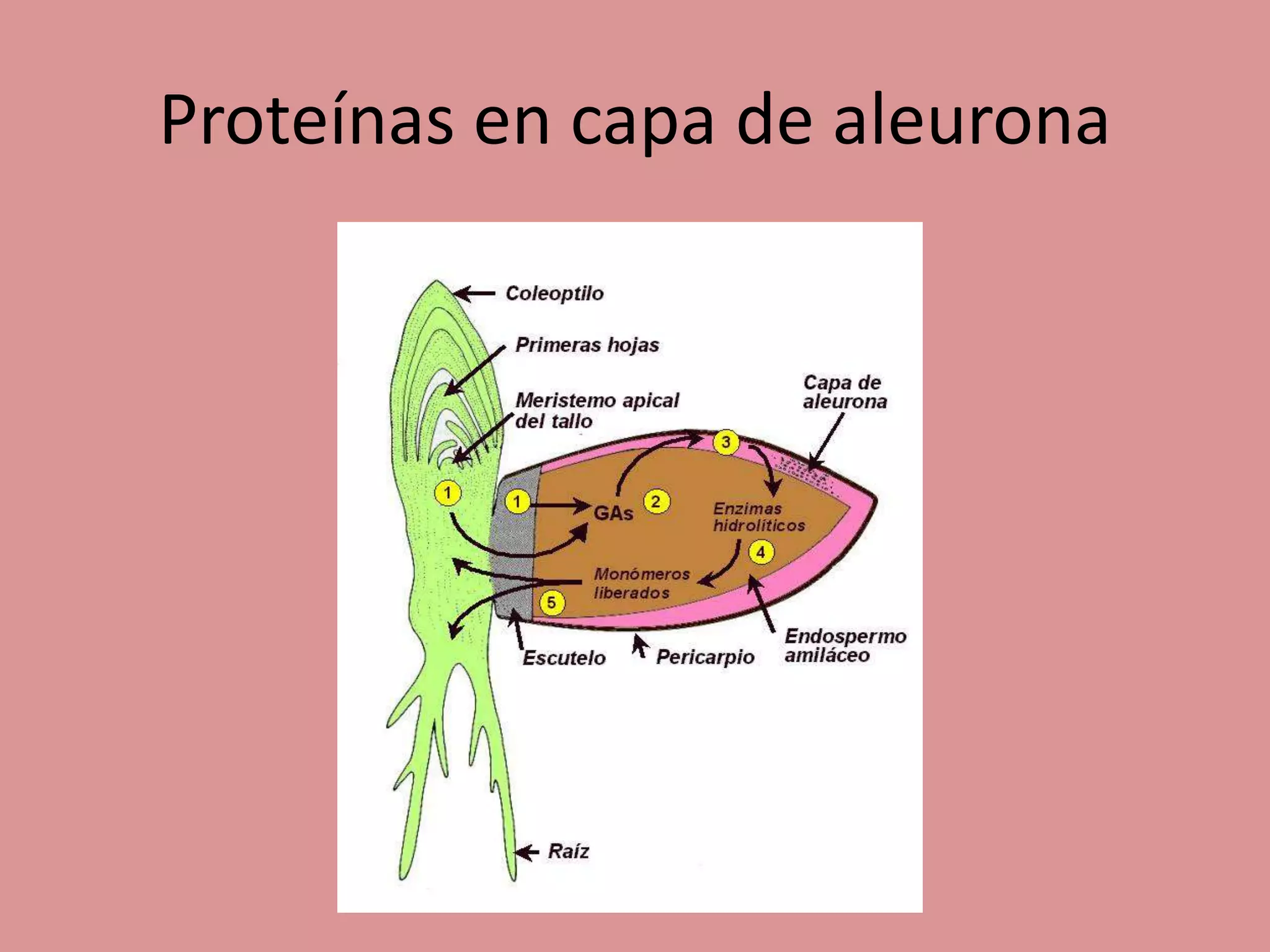 Proteínas en capa de aleurona