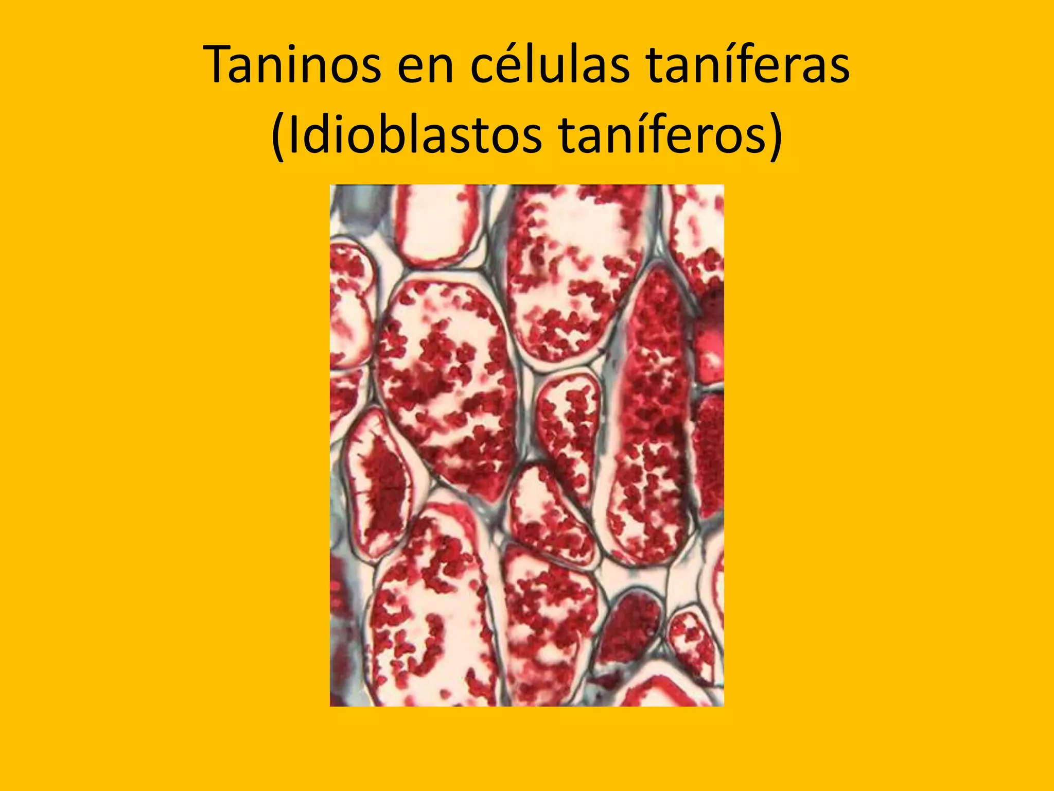 Taninos en células taníferas
(Idioblastos taníferos)