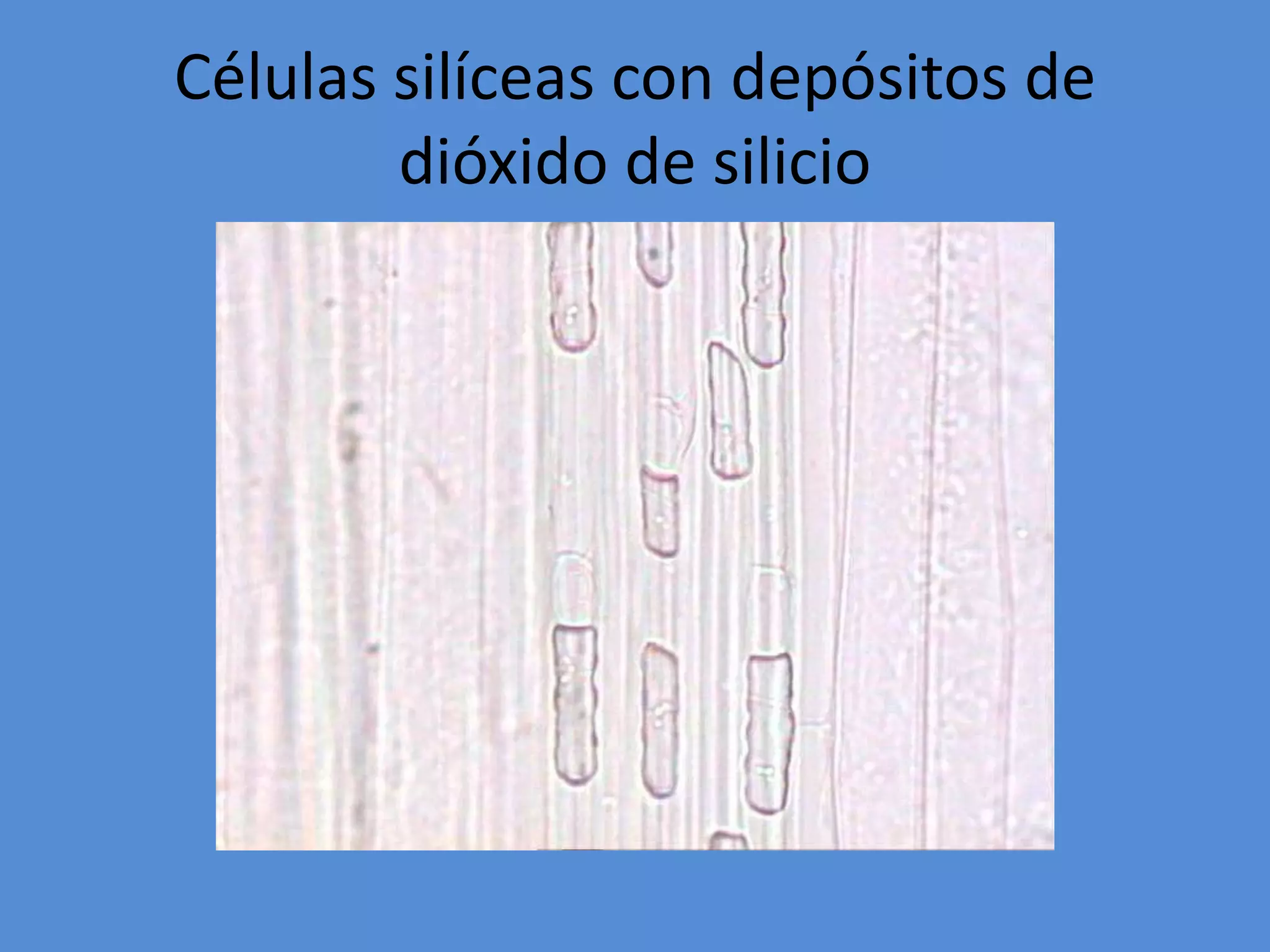 Células silíceas con depósitos de
dióxido de silicio