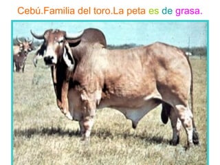 Cebú.Familia del toro.La peta es de grasa.
 