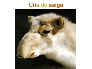 Cría de saiga
 