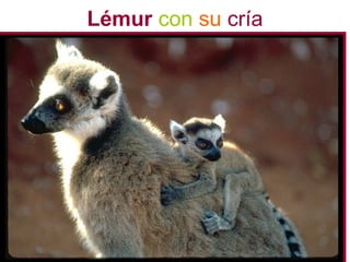 Lémur con su cría
 