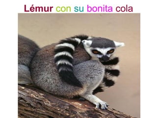 Lémur con su bonita cola
 
