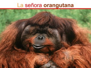 La señora orangutana
 
